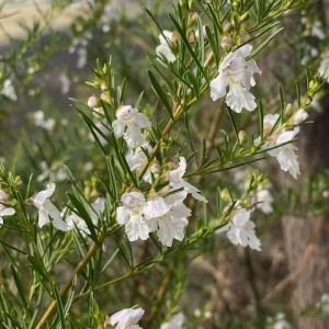 Prostanthera nivea Snowy Mint Bush 150mm