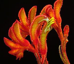 Anigozanthos Amber Velvet 140mm