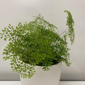 adiantum gracillimum Crested Maiden hair