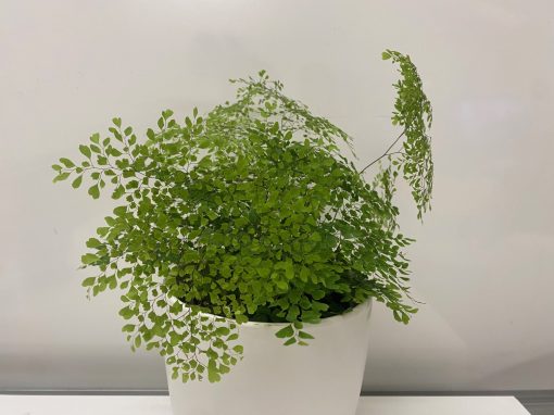 adiantum gracillimum Crested Maiden hair