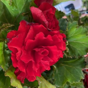 Begonia tuberous Red 200mm