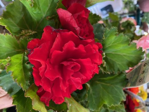 Begonia tuberous Red 200mm