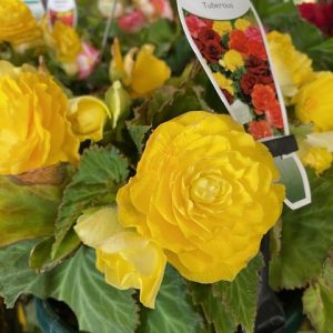 Begonia tuberous Yellow 200mm