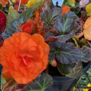 Begonia tuberous Orange 200mm