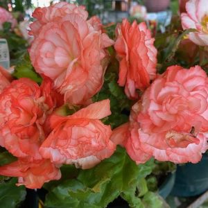 Begonia tuberous Pink 200mm