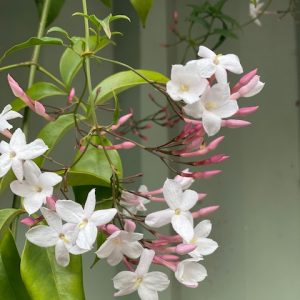 JASMINIUM POLYANTHUM ON TRELLIS 200MM