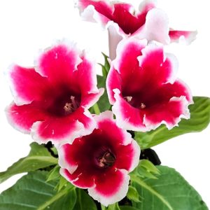 Gloxinia Cherry White Edge Single 180mm