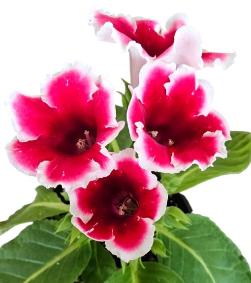 Gloxinia Cherry White Edge Single 180mm