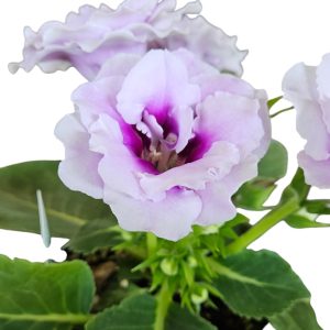 Gloxinia Lilac Double 180mm