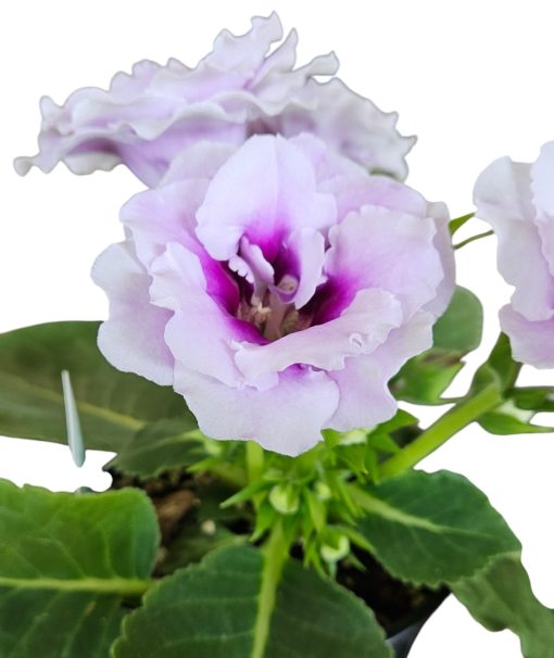 Gloxinia Lilac Double 180mm