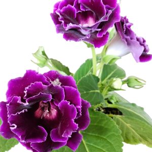 Gloxinia Plum Double 180mm