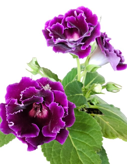 Gloxinia Plum Double 180mm