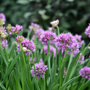 Allium Luna 140mm