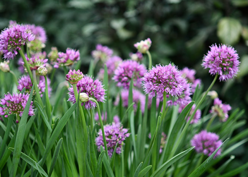 Allium Luna 140mm