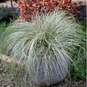 Carex Frosty Fountain 140mm