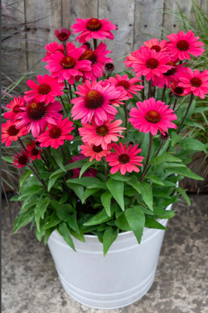 Echinacea Carmine Sunseekers 140mm