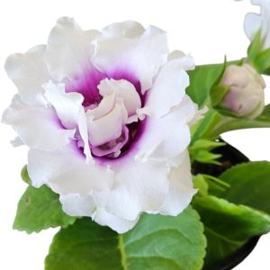 Gloxinia White Plum Throat Double 180mm