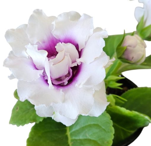 Gloxinia White Plum Throat Double 180mm