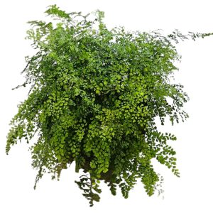 Adiantum fragrans Maiden Hair Basket 500mm