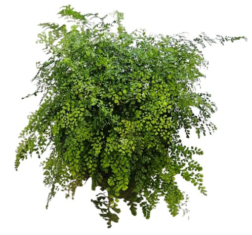 Adiantum fragrans Maiden Hair Basket 500mm