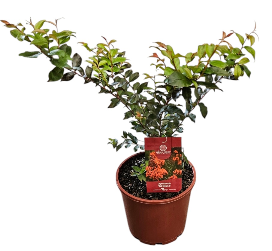Lagerstroemia Red Magic 200mm