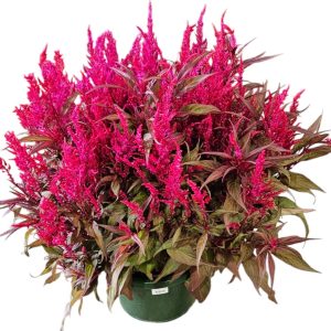 Celosia Dragons Breath 300mm