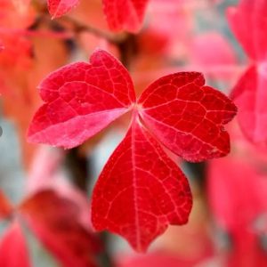 Parthenocissus quinquifolia Virginia Creeper 140mm