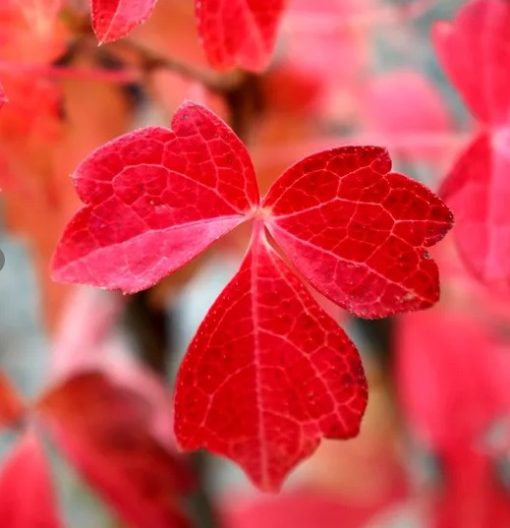 Parthenocissus quinquifolia Virginia Creeper 140mm