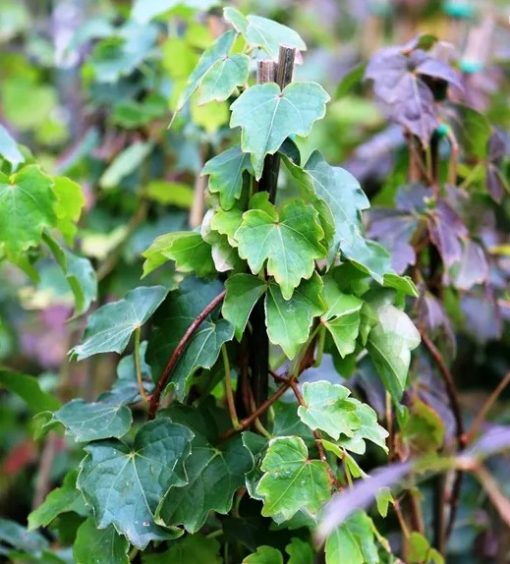 Parthenocissus quinquifolia Virginia Creeper 140mm