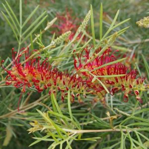 GREVILLEA SPIRIT OF ANZAC 140MM