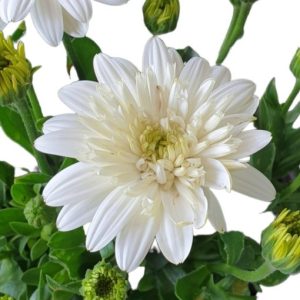 OSTEOSPERMUM 3D WHITE 200MM