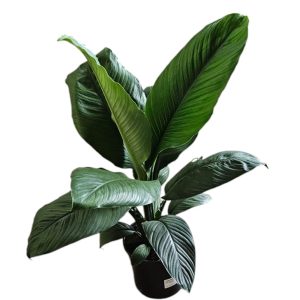 SPATHIPHYLLUM BLUE MOON 200MM