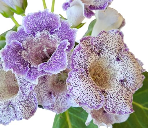 Gloxinia Purple Speckled 180mm