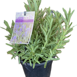 Lavender dentata French 140mm