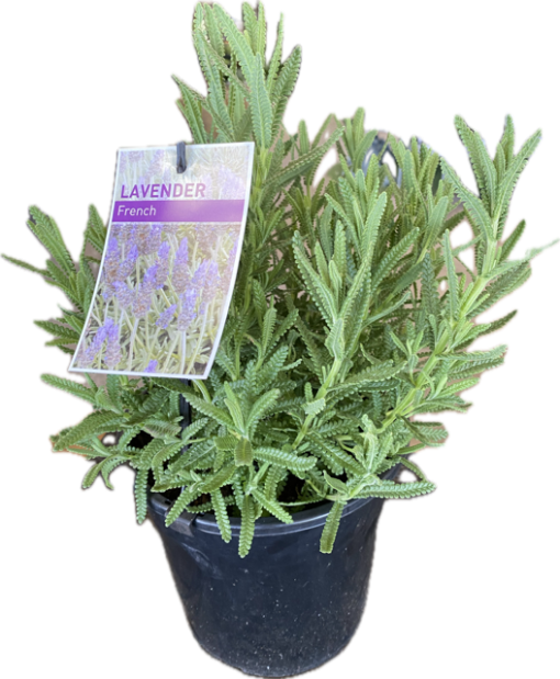 Lavender dentata French 140mm