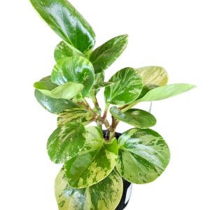 Peperomia obtusifolia Marble 100mm