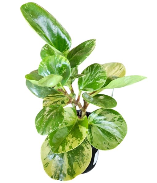 Peperomia obtusifolia Marble 100mm