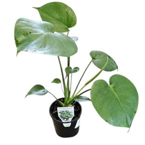 Monstera deliciosa Fruit Salad Plant 100mm