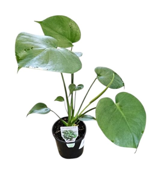 Monstera deliciosa Fruit Salad Plant 100mm