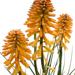 Kniphofia Poco Orange 200mm