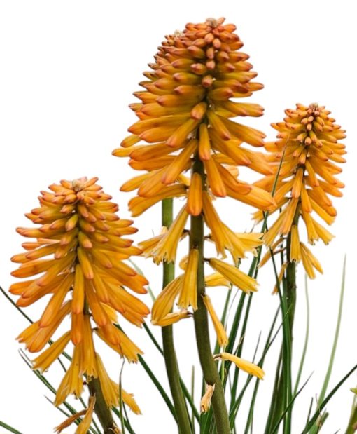 Kniphofia Poco Orange 200mm