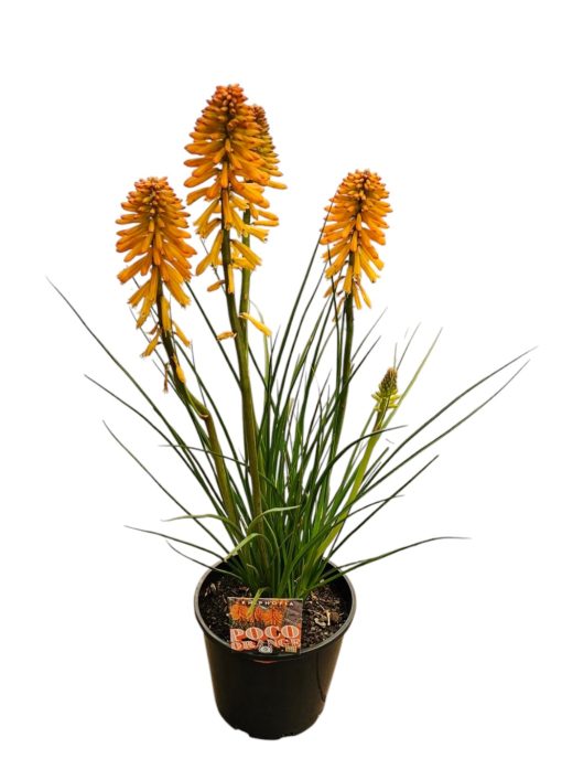 Kniphofia Poco Orange 200mm