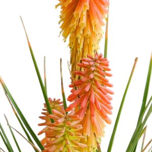 Kniphofia Rocket Jnr. 200 mm