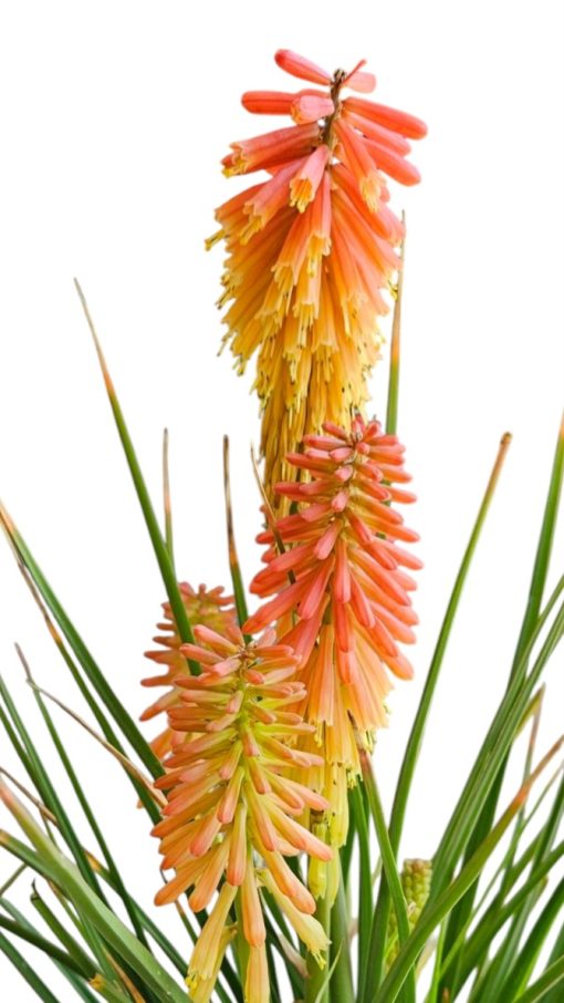 Kniphofia Rocket Jnr. 200 mm