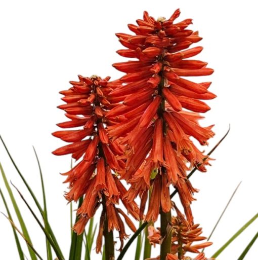 Kniphofia Poco Red 200mm