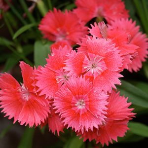 Easy Colour Dianthus Coral