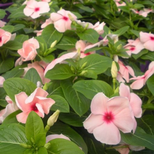 EASY COLOUR VINCA APRICOT 4 CELL