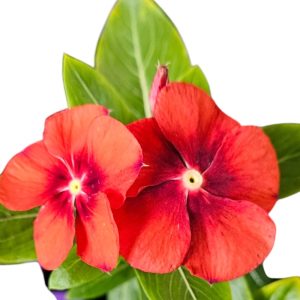 Easy Colour Vinca Tattoo Tangerine