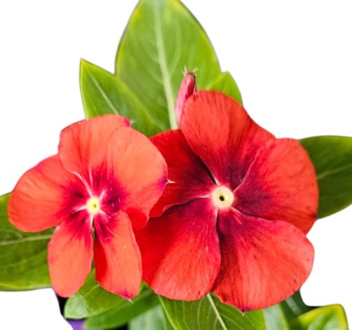 Easy Colour Vinca Tattoo Tangerine