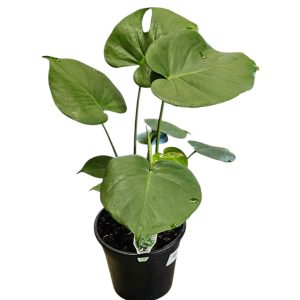 MONSTERA DELICIOSA FRUIT SALAD PLANT 200MM